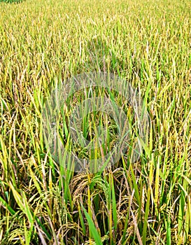 full frame shot of corn field photo