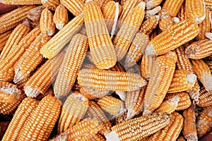 Full Frame Shot Of Corns On The Cob and Maize for Sale