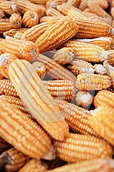 Full Frame Shot Of Corns On The Cob and Maize for Sale