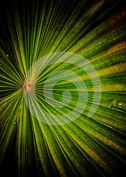 Full Frame Shot Of Leaf With Texture