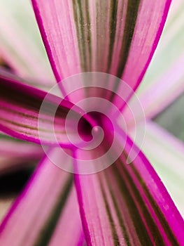 Full Frame Shot of multicolor plant