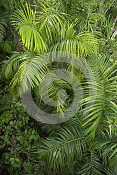 Full Frame Shot Of Palm Tree Leaves photo