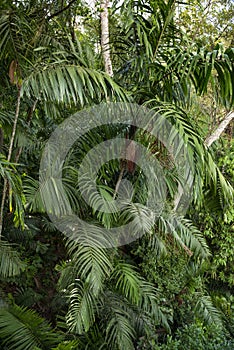 Full Frame Shot Of Palm Tree Leaves photo