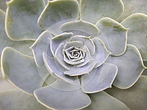 Full Frame Shot Of Succulent Plant. photo