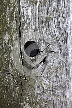 Full frame shot of tree trunk with hole