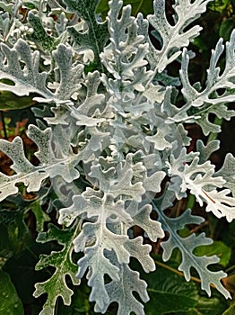 full frame of silverdust plant.Dusty miller plant background.Silver cineraria maritime. Silver dust in the garden.