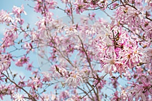 Full frame spring magnolias in bloom