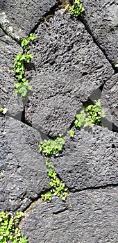 Stone wall with plants background