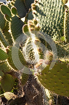 Full frame take of cacti