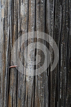 Full Frame Telephone Pole