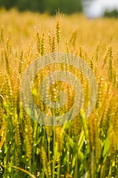 Full frame view of golden wheat field closeup