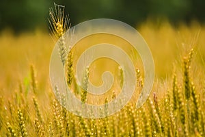 Full frame view of golden wheat field closeup