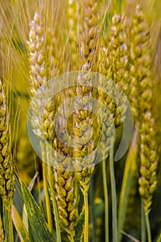 Full frame view of golden wheat field closeup