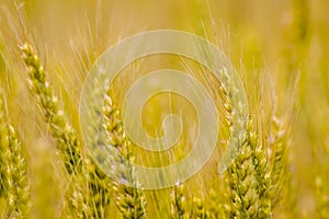 Full frame view of golden wheat field closeup