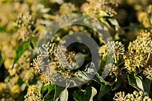 Full frame of withered poison ivy flushes in warm afternoon light