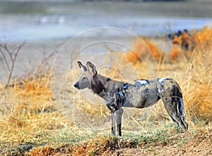 Full Framed African Hunting dog surveying the landscape