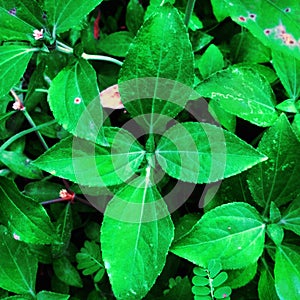 Full freme wildplant green leaves photo