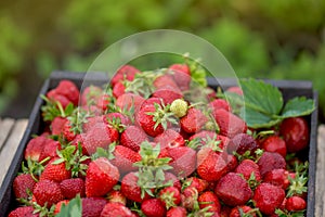 Harvesting fresh strawberries. Strawberry farm wooden box with berry