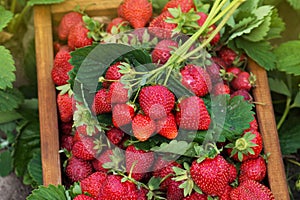 Harvesting fresh strawberries. Strawberry farm wooden box with berry