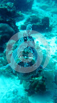 Full frontal frog fish