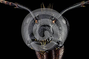 Full frontal portrait of an ant