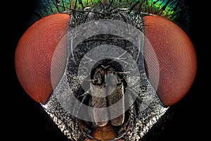 Full frontal portrait of a common green bottle fly