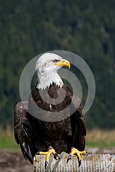 Full frontal shot of a Bald Eagle sitting at the Grouse Mountain, Vancouver, Canada
