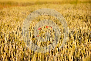 Full of golden ripened wheat with red poppies World famine. Agriculture