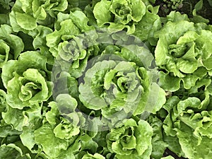 Full of green lettuces