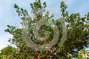 Full Grown Avocado Tree in Cuba