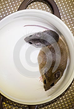 A full grown brown house mouse and a juvenile gray house mouse.