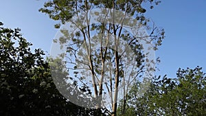 A full grown Kashi tree in an Indian forest region. A variety of Japanese white oak tree. dehradun, Uttarakhand india