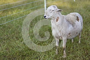 Full grown Katahdin sheep ram