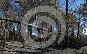 Full grown pine trees broken and burnt by firestorm - Pedrogao Grande photo