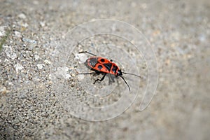 A full-grown single mature fire bug, Pyrrhocoridae,  walks across a gray concrete block