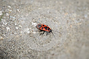 A full-grown single mature fire bug, Pyrrhocoridae,  walks across a gray concrete block photo