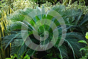 Japanese sago palm