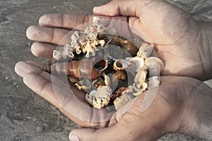 Full hand of different kinds of dead sea snail`s shell with a blurry sand background