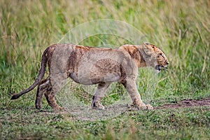 Full and happy female lion walking in Savanah of Kenya