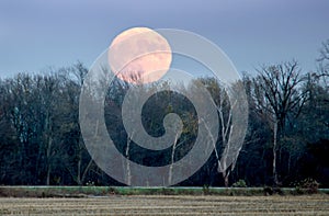 Full  harvest moon over trees in Indiana USA