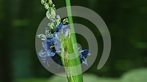 Full HD 1080p Worker bees (Anthophila) forage (pollinate) on Thai water hyacinth