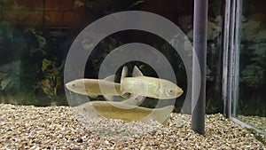 Full HD footage of Squalius cephalus, common chub