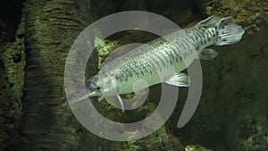 Full HD underwater video of Hepsetus odoe, the African pike characin on sea bottom