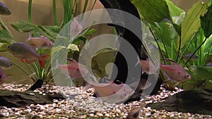 Full HD video Diamond and Black phantom tetra aquarium fish