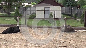 Full HD video of two Ostriches in zoo
