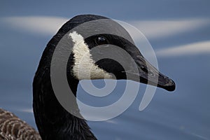 full head profile of a Canada Goose (Branta canadensis)