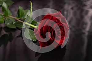 A full large red rose is reflecte