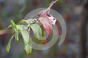 Full of leaves of an indian wild plant