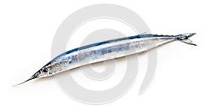 Full lenght of Garfish fish on white