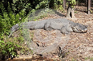 Full Length Alligator